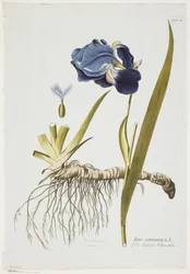 Iris Germanica, uit Icones Plantarum Medicinalium, 1788-1812